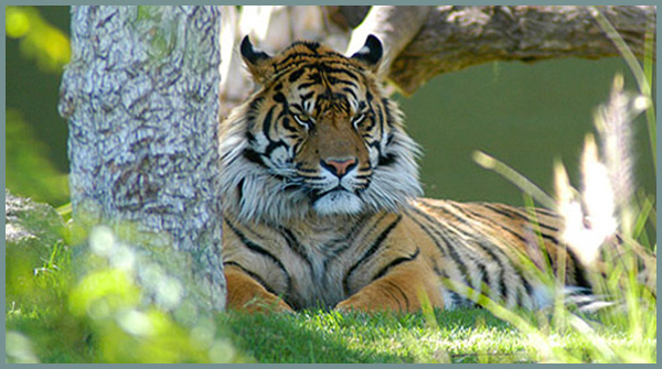 Sumatran Tiger