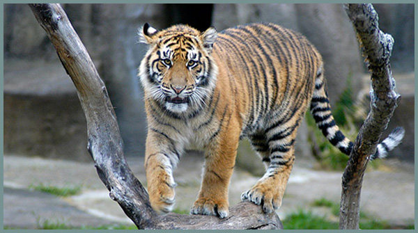 Tiger Habitat Loss